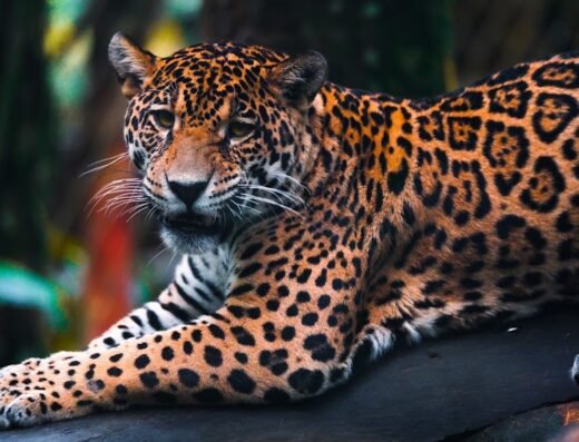 Zoo de Guadeloupe au Parc Des Mamelles