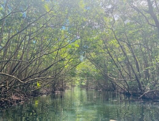 Blue Lagoon Excursion